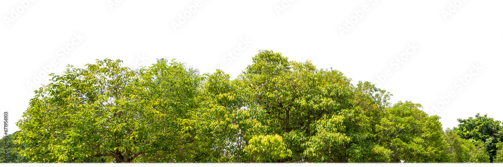 Green Trees on transparent background. are Forest and foliage in summer for both printing and web pages with cut path and alpha channel Green Trees on transparent background. are Forest and foliage in summer for both printing and web pages with cut path and alpha channel