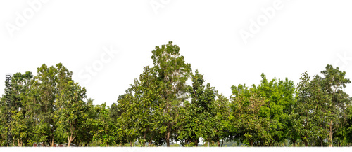 Group of palm trees isolated on transparent background. are Forest and foliage in summer for both printing and web pages with cut path and alpha channel..