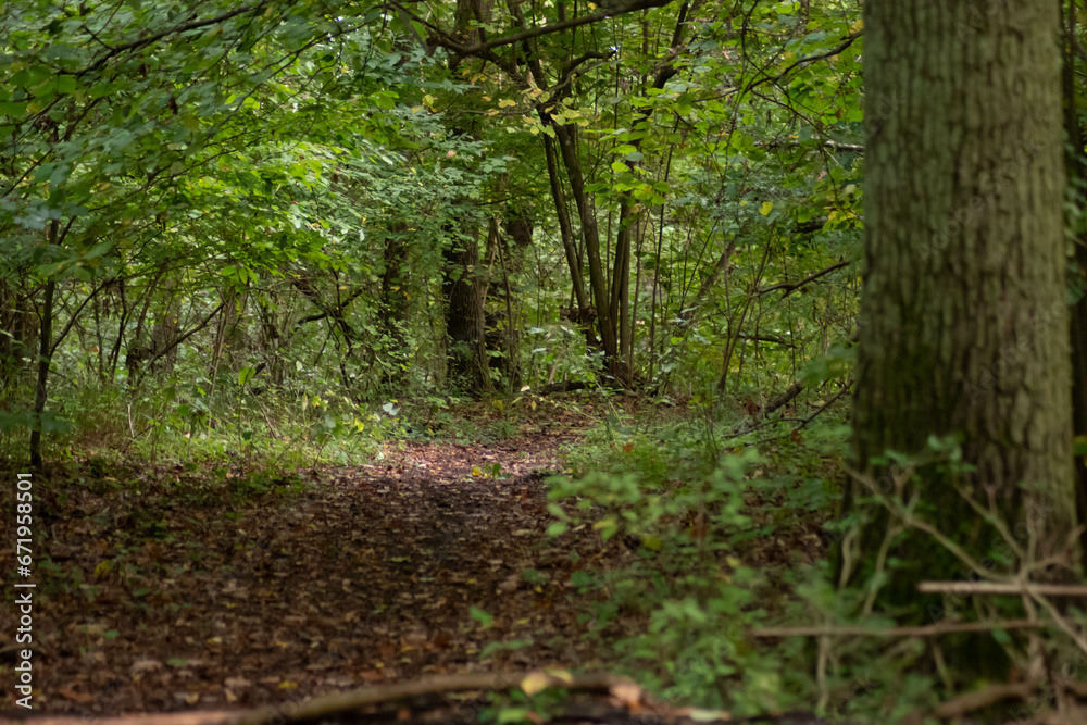 Obraz premium der Waldweg
