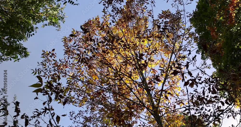 yellowing foliage on ash trees in autumn weather, ash tree during the autumn season before leaf fall yellowing foliage on ash trees in autumn weather, ash tree during the autumn season before leaf fall