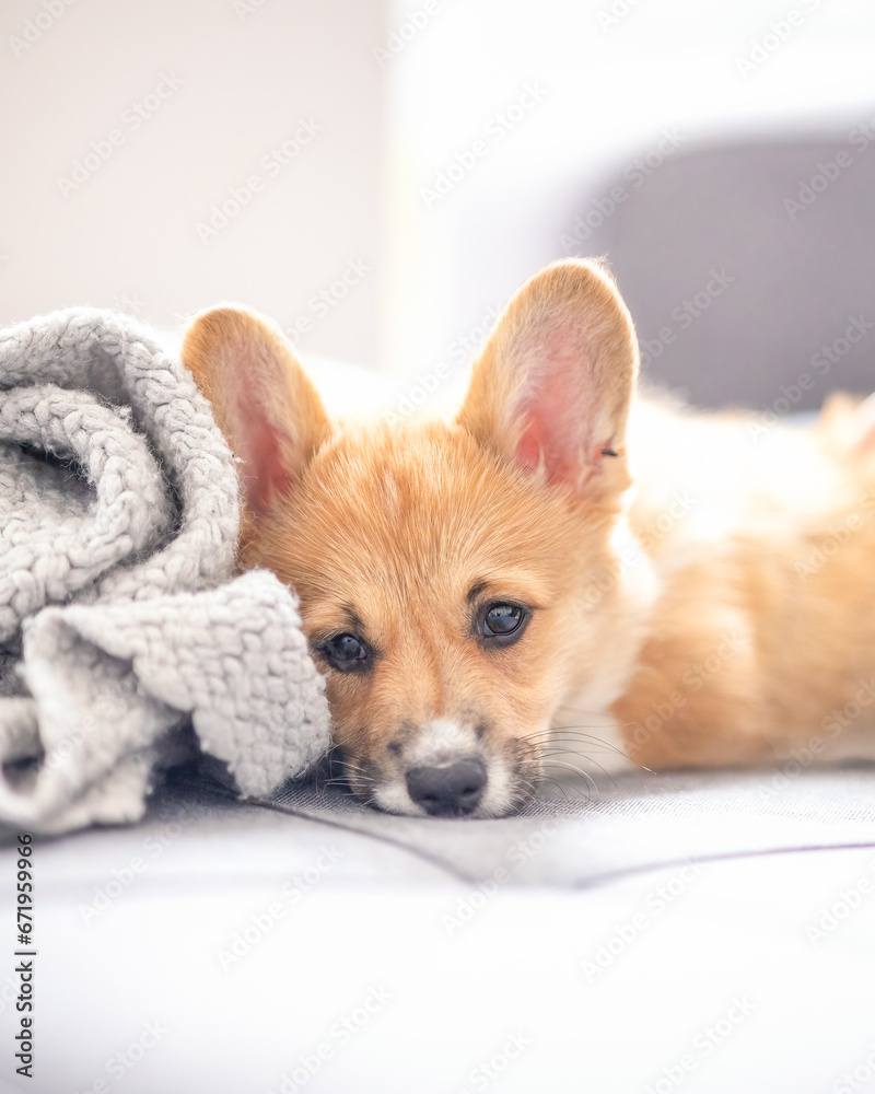 Adorable fawn Pembroke Welsh Corgi puppy laying on a couch - light red color coat