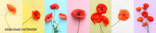 Many red poppy flowers on color background. Remembrance Day in Canada