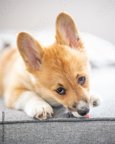 Cute fawn Pembroke Welsh Corgi puppy with big puppy eyes - light red color coat 