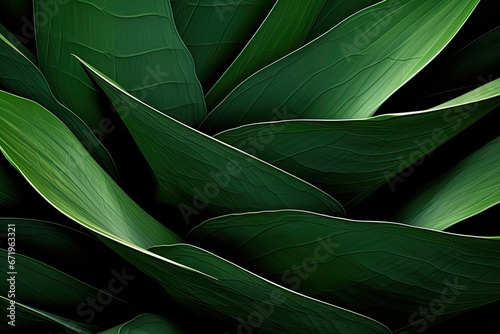 Agave Abstract: Dark Green Cactus Plant Texture