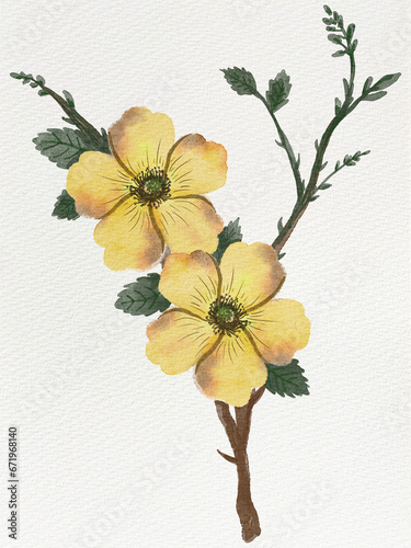 Fototapeta Naklejka Na Ścianę i Meble -  Illustration of yellow flowers with twigs stems and leaves in watercolor