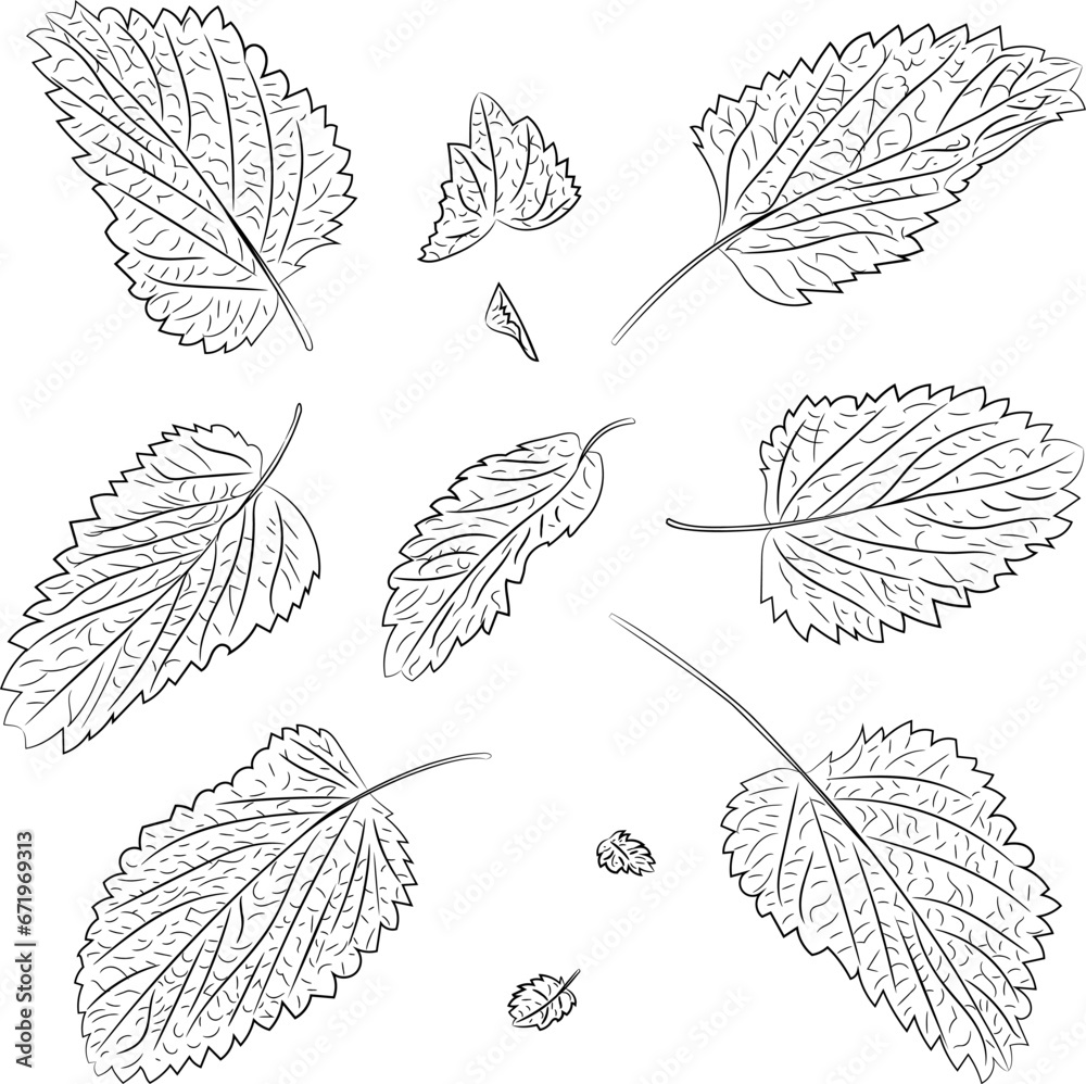 Line art illustration of fresh mint leaves. 
Vector illustration of fragrant fresh green mint leaves. Image of peppermint leaves in vector. Illustrations of herbaceous plants.