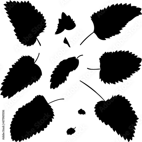 Vector shape of fresh mint leaves. 
Vector illustration of fragrant fresh green mint leaves. Image of peppermint leaves in vector. Illustrations of herbaceous plants. photo