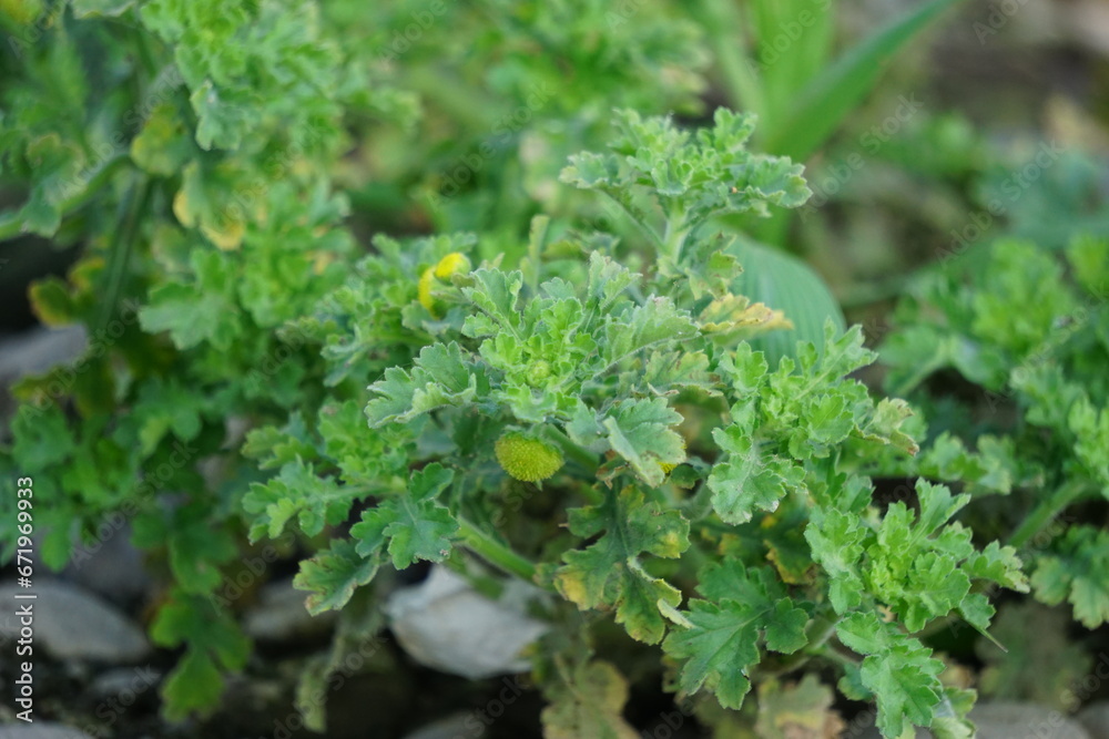 Grangea maderaspatana, commonly known as Madras carpet, is a flowering plant in the family Asteraceae. Grangea maderaspatana, commonly known as Madras carpet, is a flowering plant in the family Asteraceae.