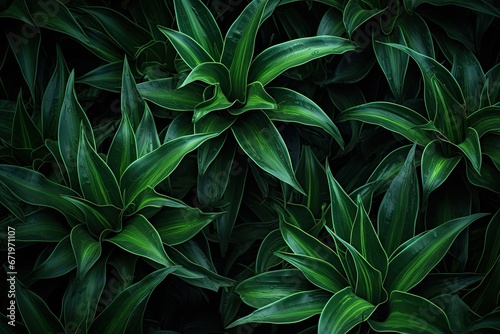 Jungle Mood: Detailed Texture of Dark Green Agave Attenuata Cactus Plant