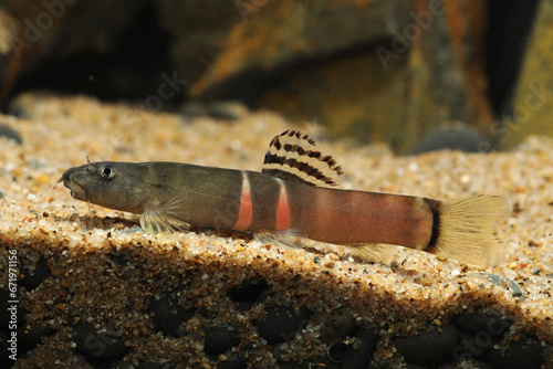 Three banded Sumo Loach (Schistura ataranensis) photo