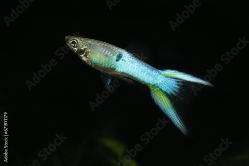 Male Blue Scissortail Guppy livebearer fish