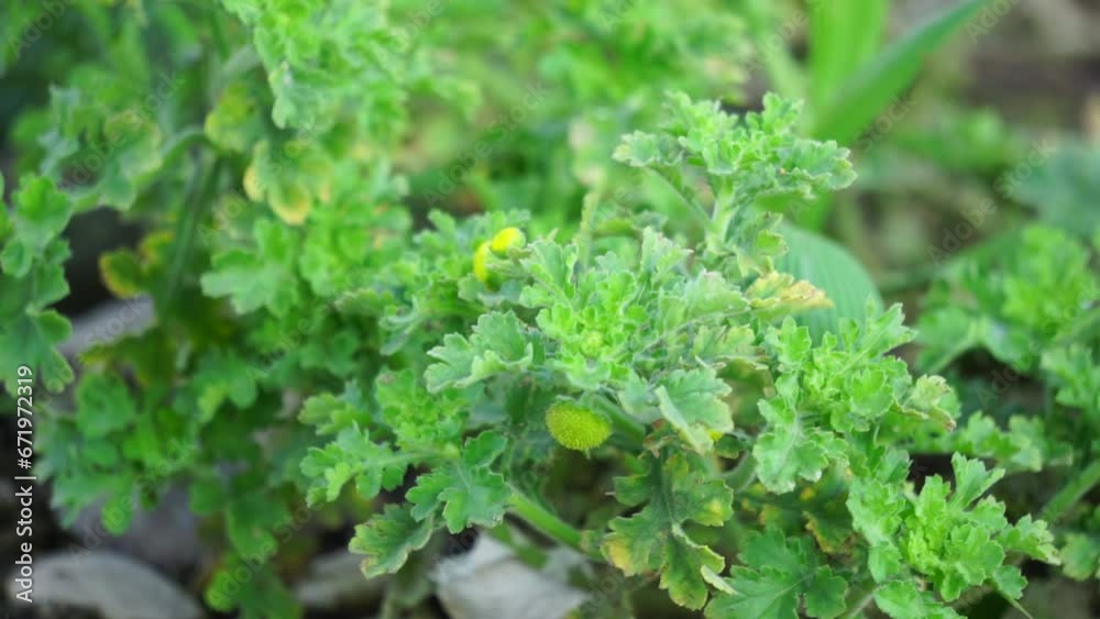 Grangea maderaspatana, commonly known as Madras carpet, is a flowering plant in the family Asteraceae. Grangea maderaspatana, commonly known as Madras carpet, is a flowering plant in the family Asteraceae.