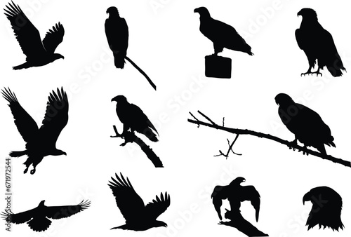 Eagle Silhouettes, Flying Eagle Silhouette, Bald Eagle Silhouette, Eagle Svg, Eagle Vector Illustration V02