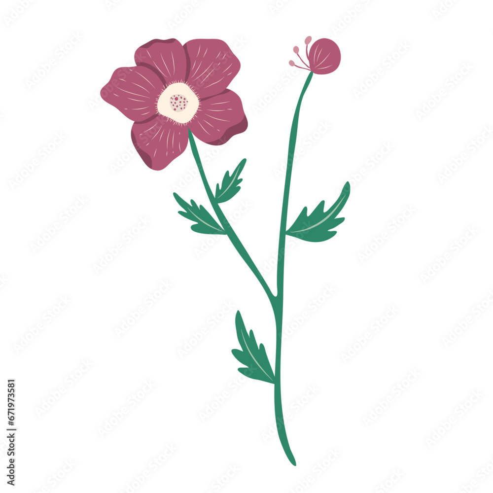 wild flower illustration wild flower illustration