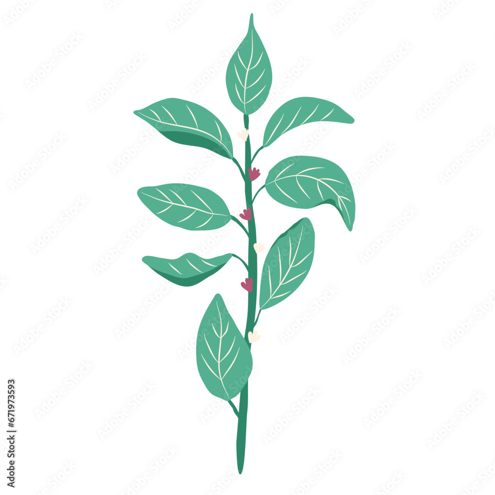 wild flower illustration wild flower illustration