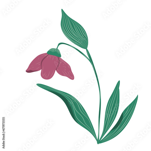 wild flower illustration