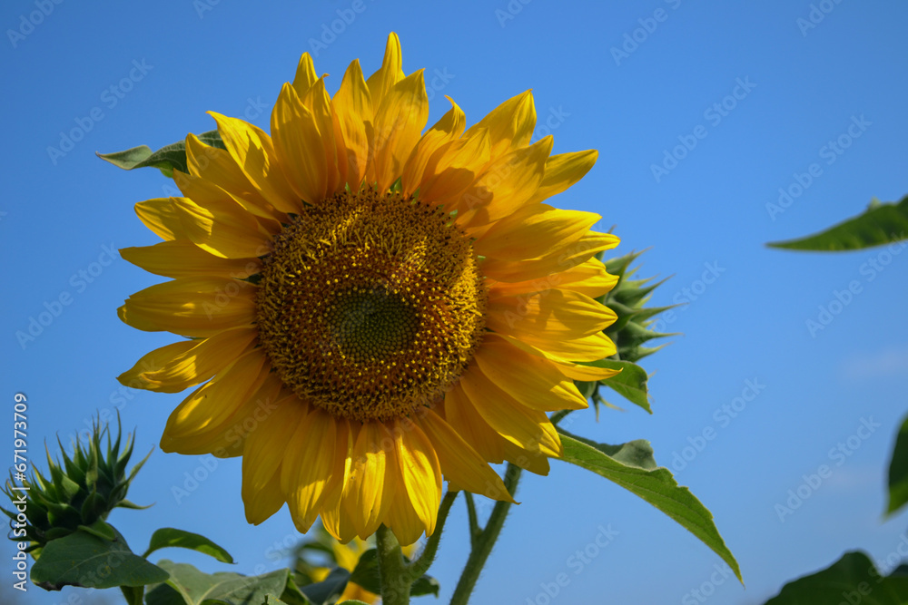 A close up image of a blooming sunflower in a garden with blue sky background. Beautiful sunflower background. A close up image of a blooming sunflower in a garden with blue sky background. Beautiful sunflower background.