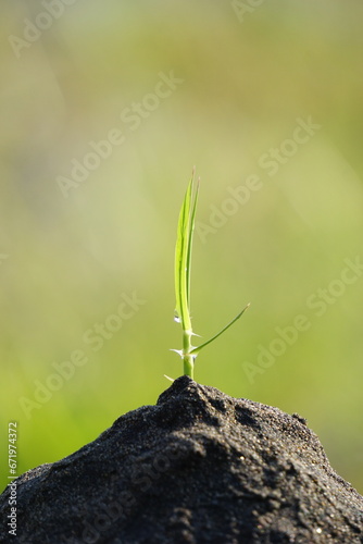 Growing plant with a natural background © Mang Kelin