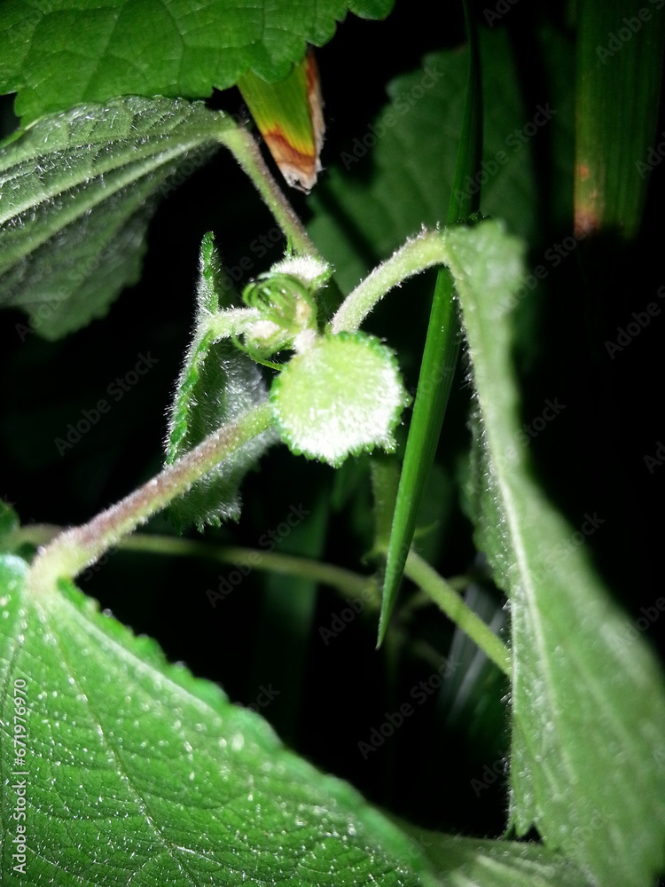 green macro leaf,Green leaves with black background green macro leaf,Green leaves with black background