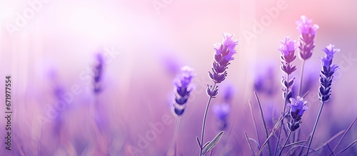 Close up of a field filled with violet purple and lavender flowers in soft pastel hues with a blurred background