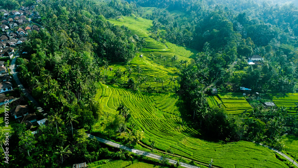 Green Landscape Of Rice Field And Forest