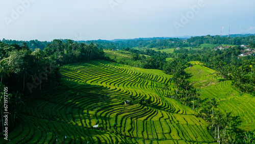 Aerial View Or Rice Field