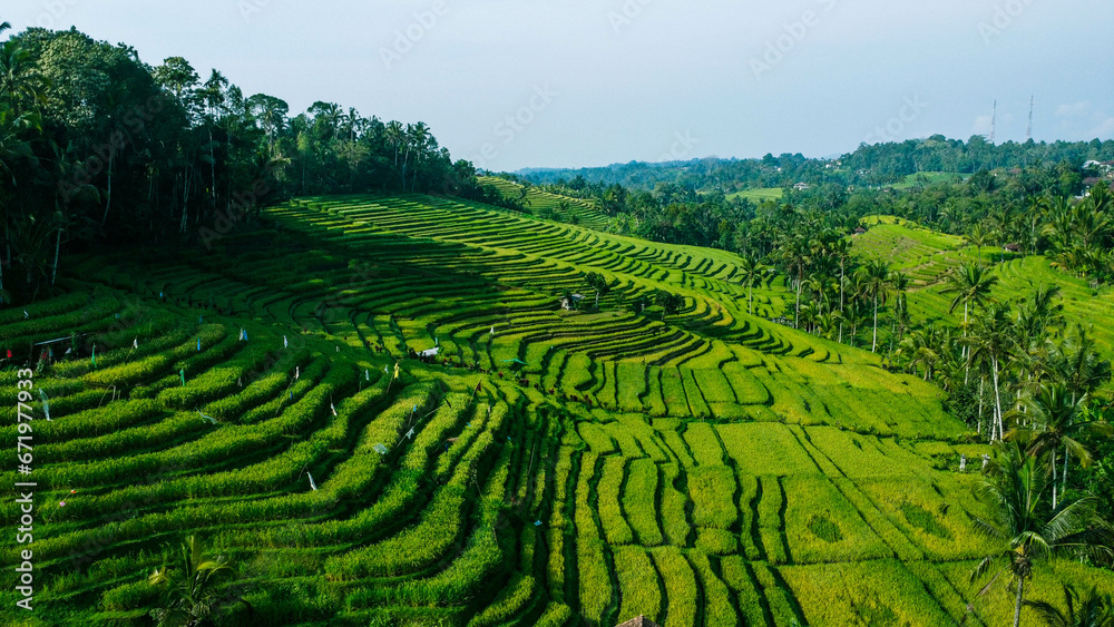 View Of Rice Field From Above