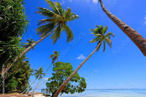 palm trees over lagoon