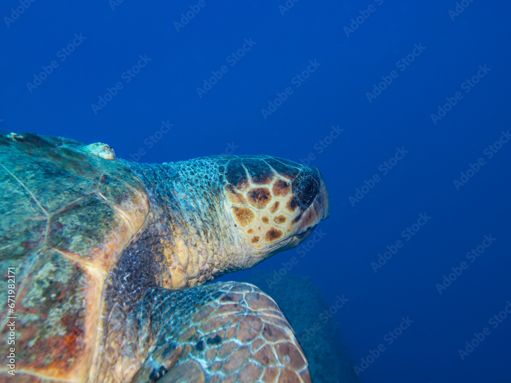 Fototapeta premium Sea turtle Caretta caretta