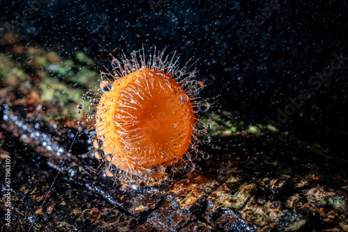 Cup fungi and The Drizzle,found in Thailand, Selective Focus photo