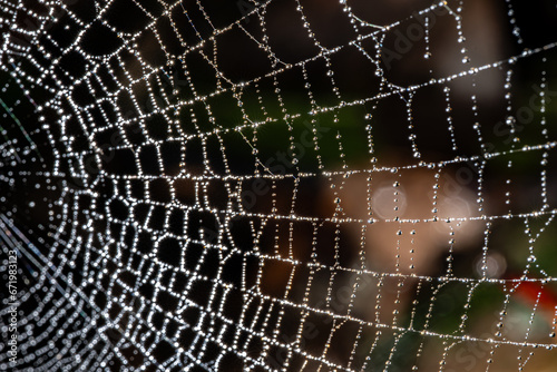 spider web with dew drop background.