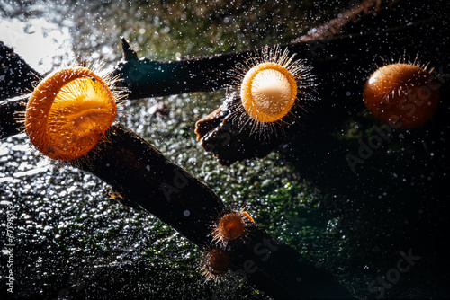 Cup fungi and The Drizzle,found in Thailand, Selective Focus photo