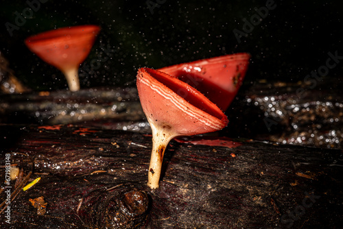 Red Cup fungi which may be found in Thailand, Selective Focus photo