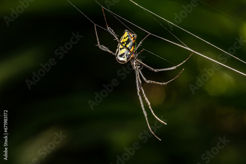 yellow garden spider, large, orb-weaving arachnids, Thailand, selective focus