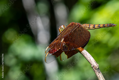 Red-Winged Dragonfly, copyspace, selective focus