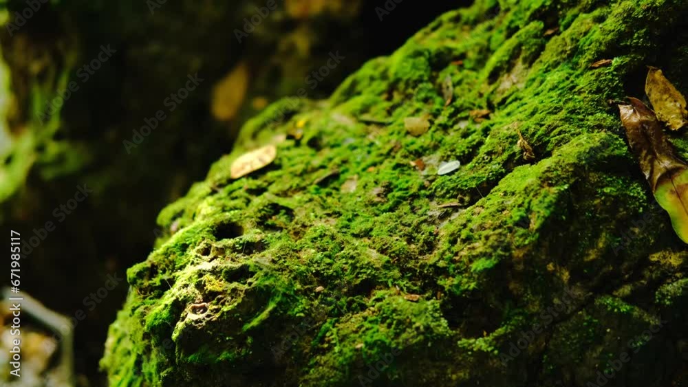 Green lush foliage moss and fern in reshness plant garde, rainforest. Green lush foliage moss and fern in reshness plant garde, rainforest.
