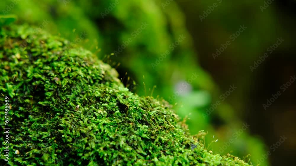 Green lush foliage moss and fern in reshness plant garde, rainforest. Green lush foliage moss and fern in reshness plant garde, rainforest.