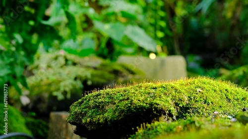 Green lush foliage moss and fern in reshness plant garde, rainforest. photo