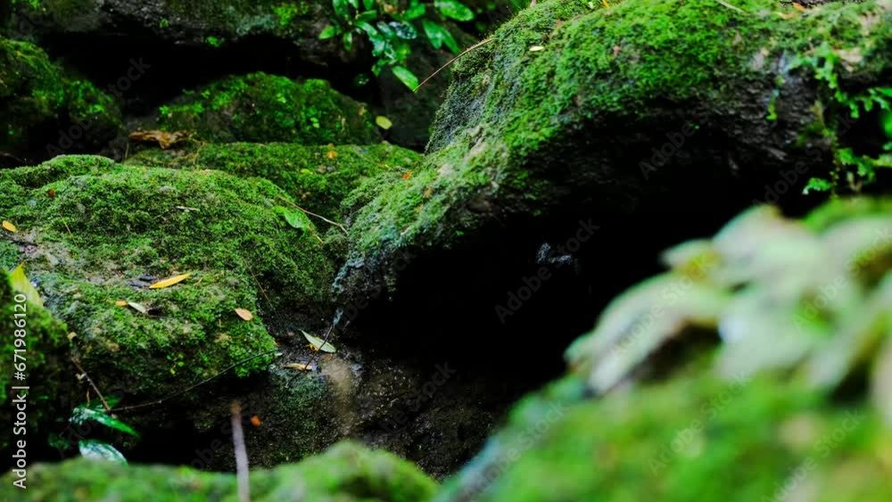 Green lush foliage moss and fern in reshness plant garde, rainforest. Green lush foliage moss and fern in reshness plant garde, rainforest.