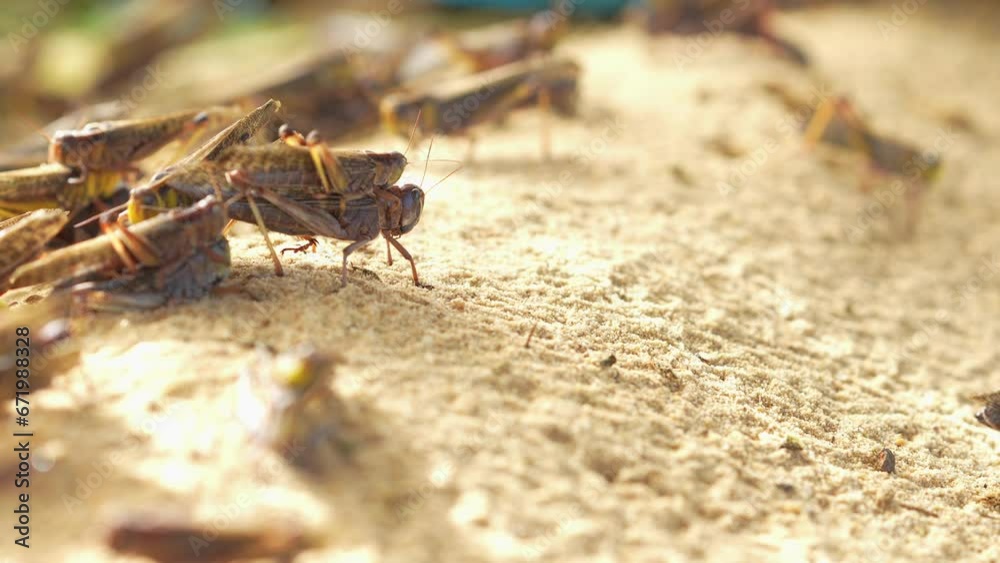 Grasshoppers are mating and laying eggs. Grasshoppers are mating and laying eggs.