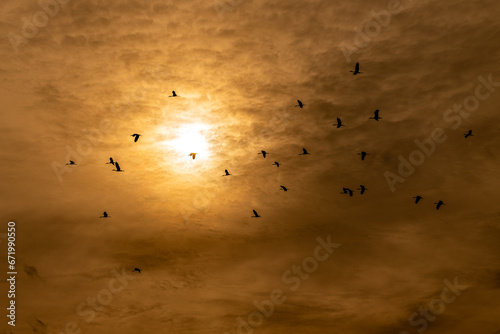 Fototapeta Naklejka Na Ścianę i Meble -  silhouette of asian openbilled flying, sunset sky.