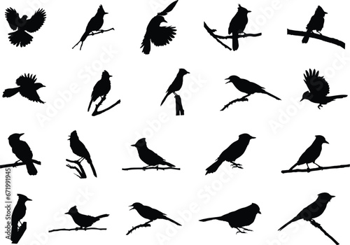 Blue jay silhouette, Blue jay birds silhouette, Birds silhouette, Blue jay Svg, Blue jay vector illustration