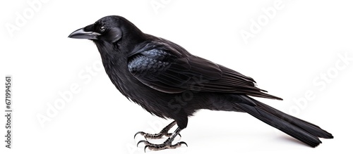 A solitary black bird known as the coragyps atratus stands out against a backdrop that is predominantly white photo
