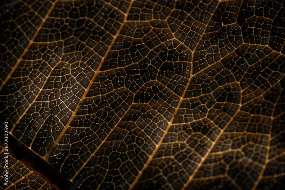 Close-up photo of leaf venetion that creates an interesting artistic pattern