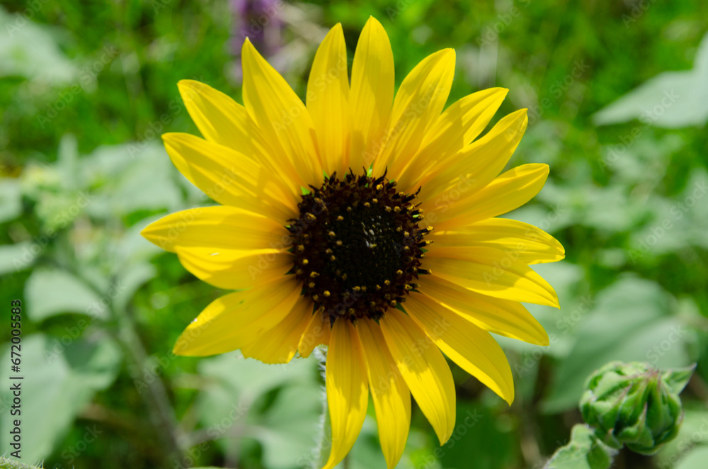 Fototapeta premium close up of sunflowers