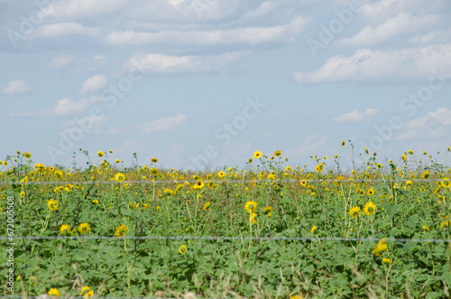 field of sunflowers