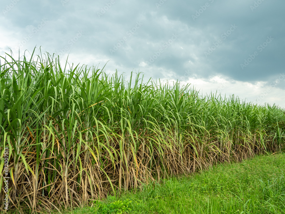 Sugarcane fields, blue sky and clear sky days in Thailand. Sugarcane fields, blue sky and clear sky days in Thailand.