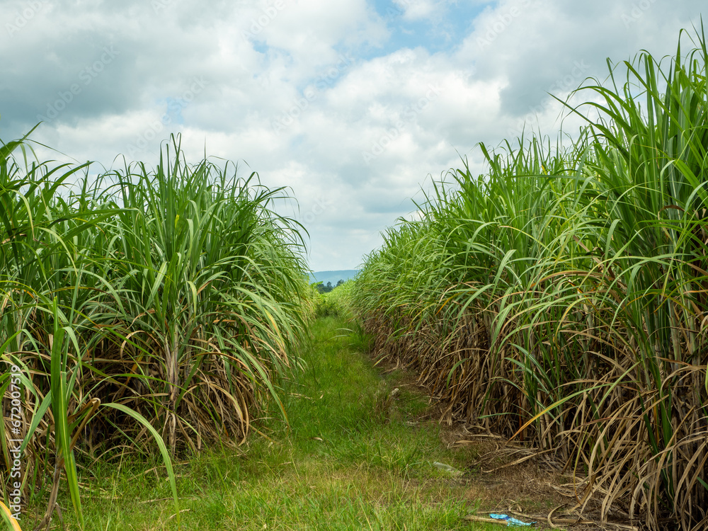 Sugarcane fields, blue sky and clear sky days in Thailand. Sugarcane fields, blue sky and clear sky days in Thailand.