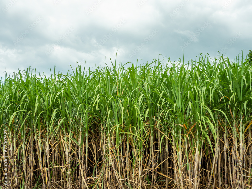Sugarcane fields, blue sky and clear sky days in Thailand. Sugarcane fields, blue sky and clear sky days in Thailand.