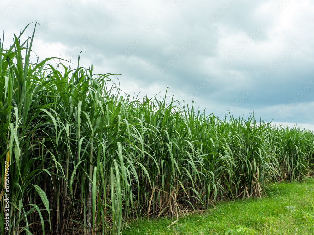 Fototapeta premium Sugarcane fields, blue sky and clear sky days in Thailand.